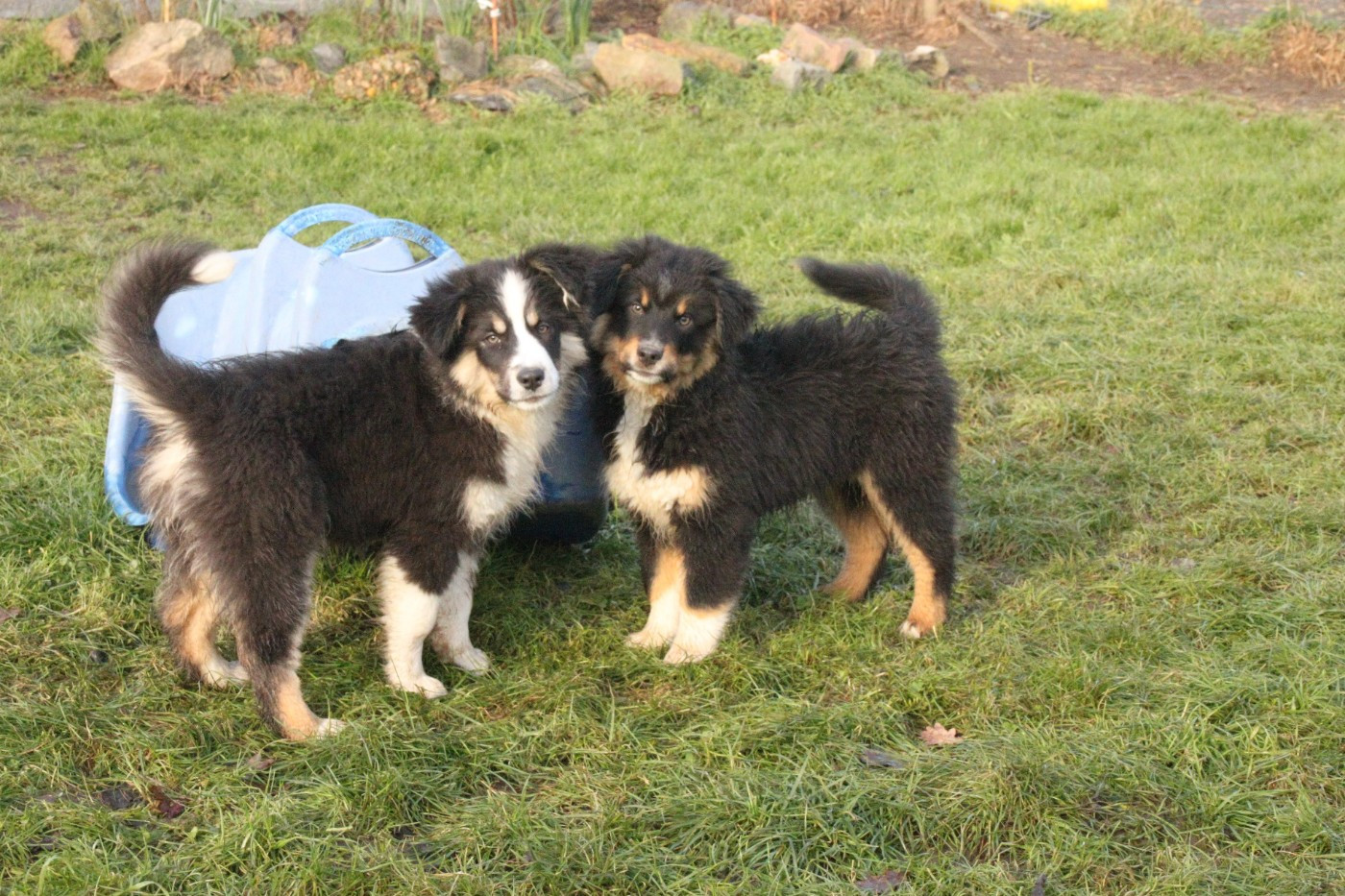 Chiot Berger Américain Miniature  de la bande à Gro