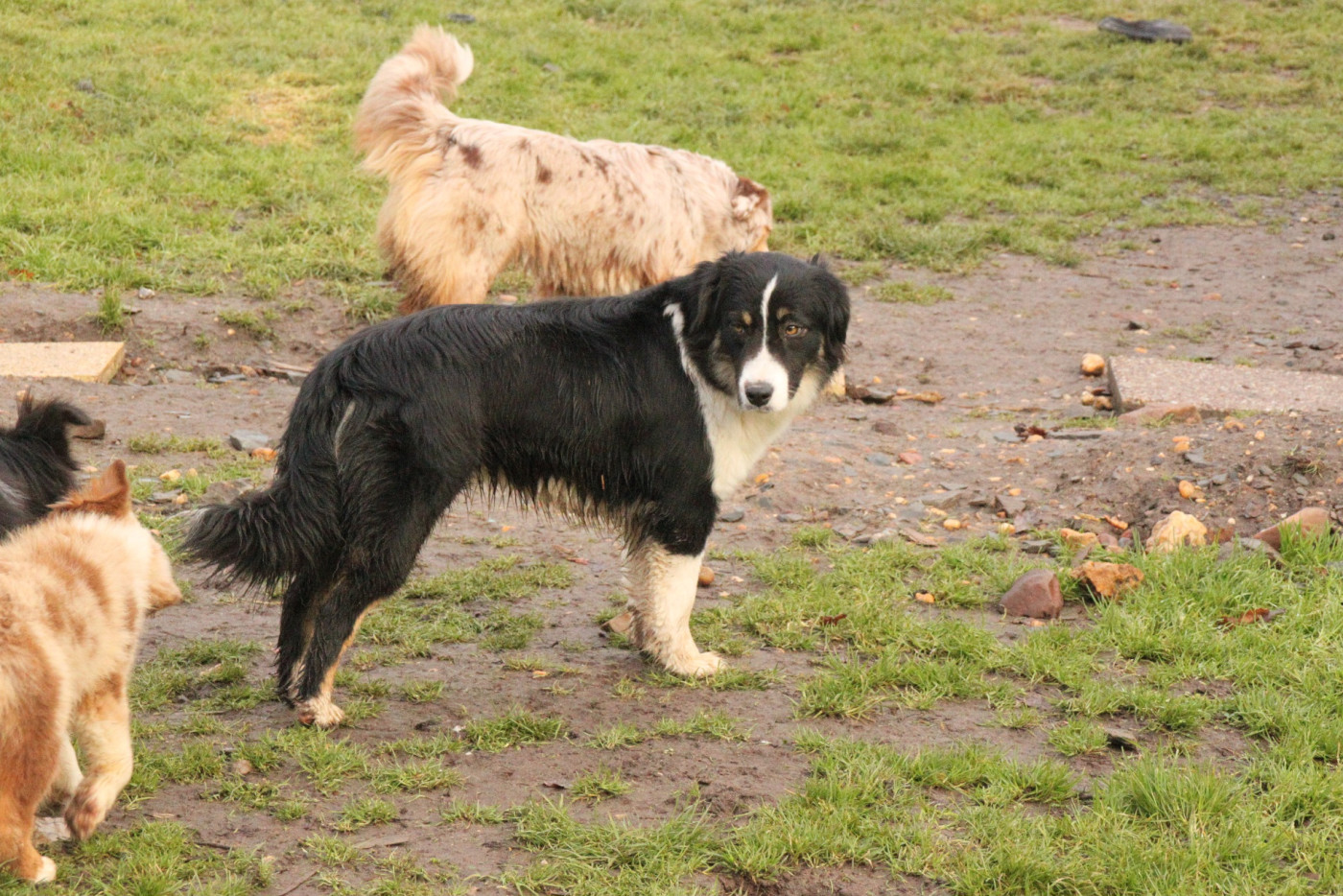 Chiot Berger Américain Miniature  de la bande à Gro