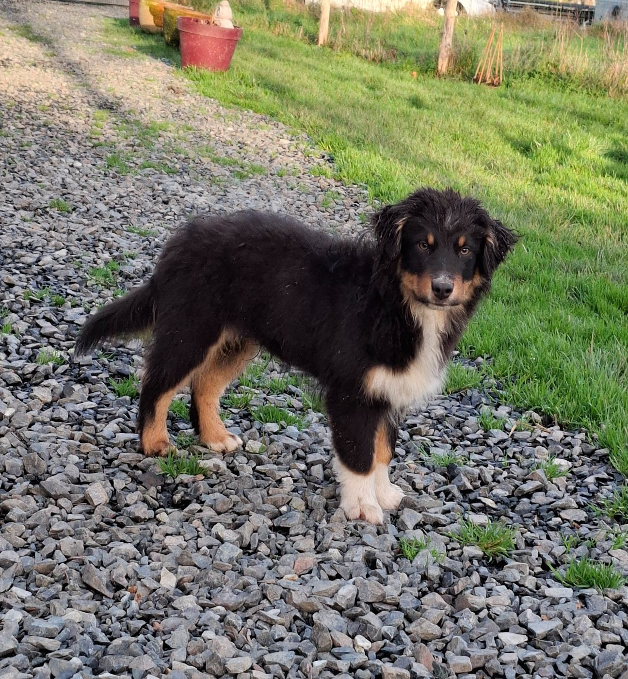 de la bande à Gro - Chiots disponibles - Berger Américain Miniature 