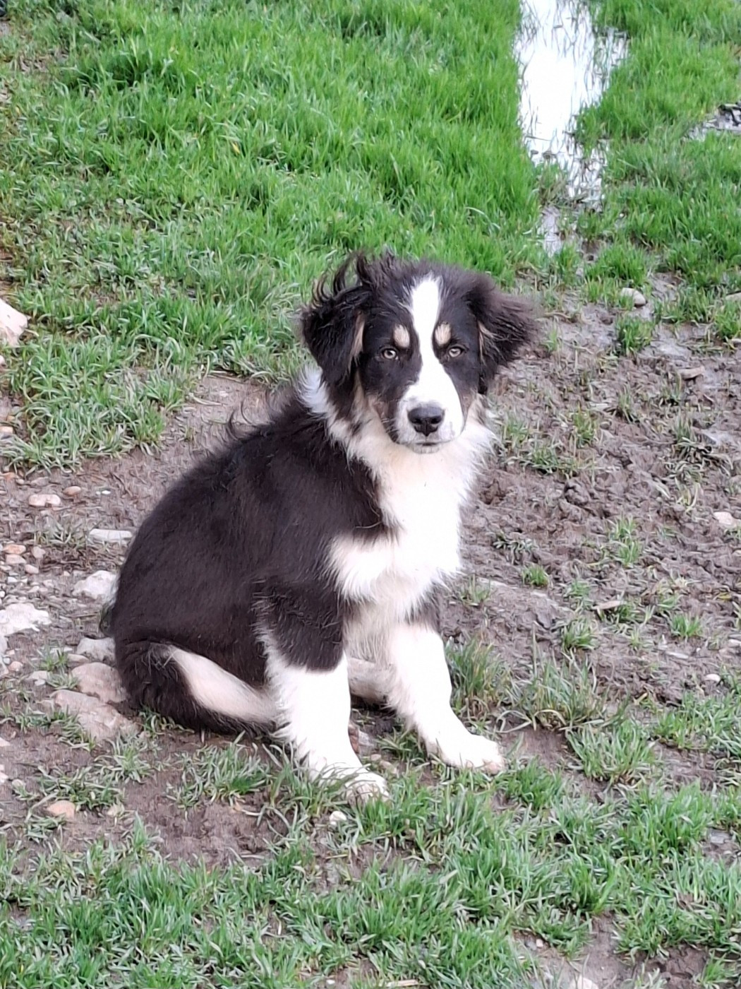 de la bande à Gro - Chiots disponibles - Berger Américain Miniature 