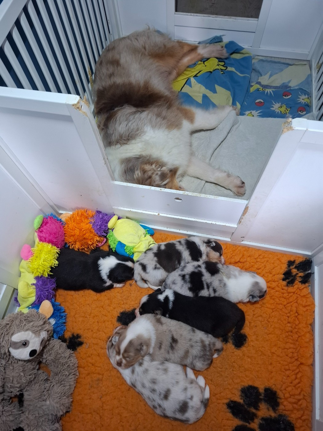 Chiot Berger Américain Miniature  de la bande à Gro