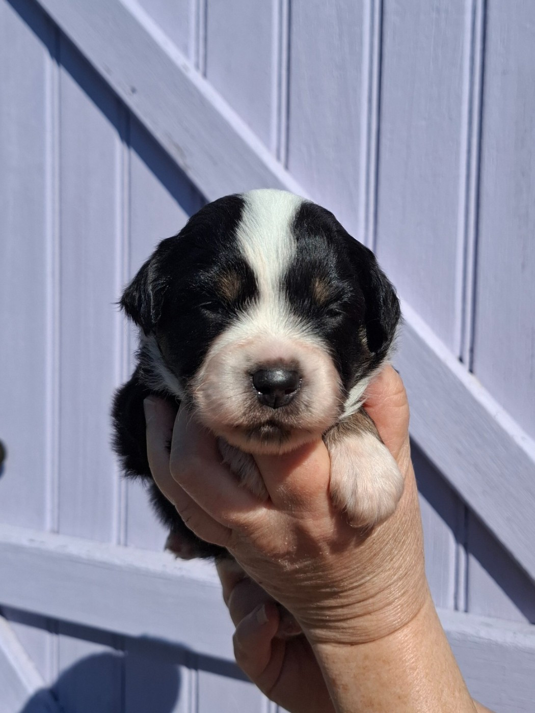 de la bande à Gro - Chiots disponibles - Berger Américain Miniature 