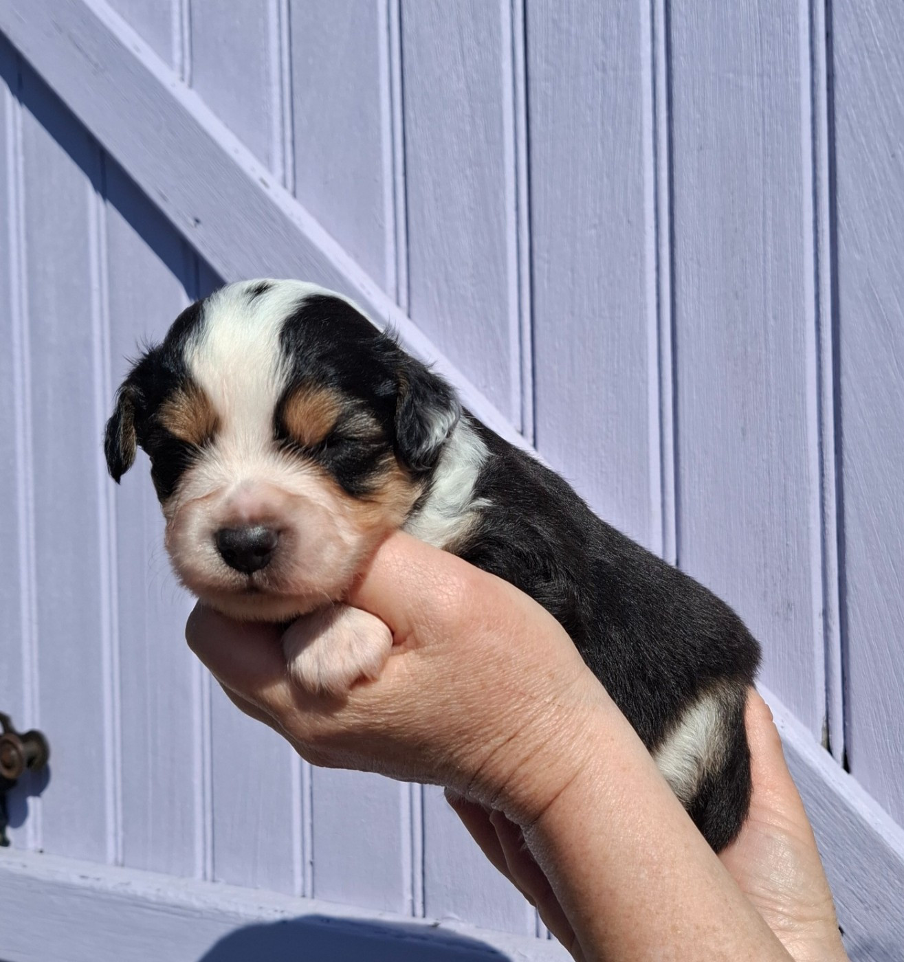 de la bande à Gro - Chiots disponibles - Berger Américain Miniature 