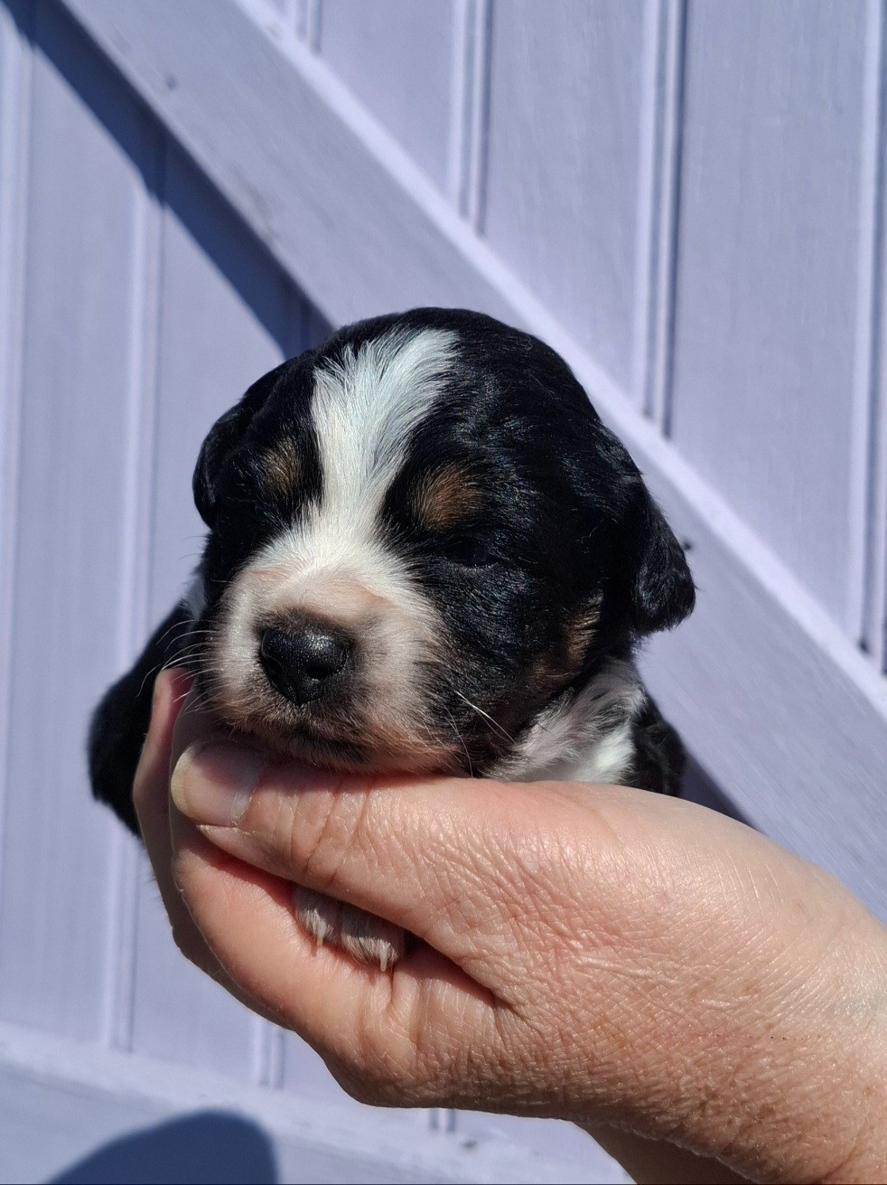 de la bande à Gro - Chiots disponibles - Berger Américain Miniature 