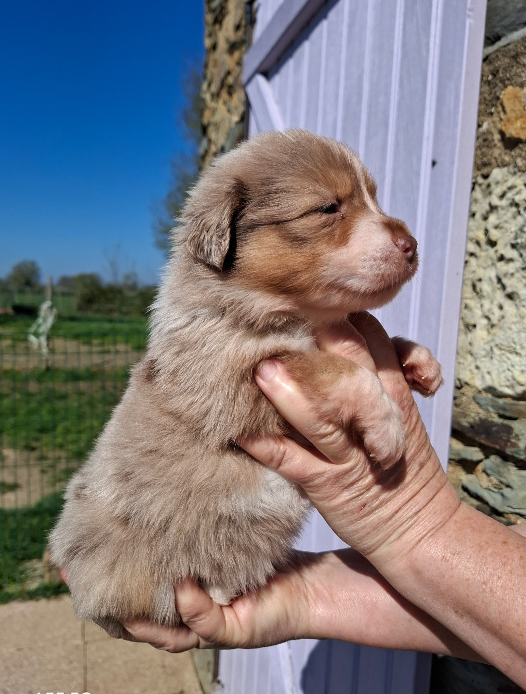 de la bande à Gro - Chiots disponibles - Berger Américain Miniature 