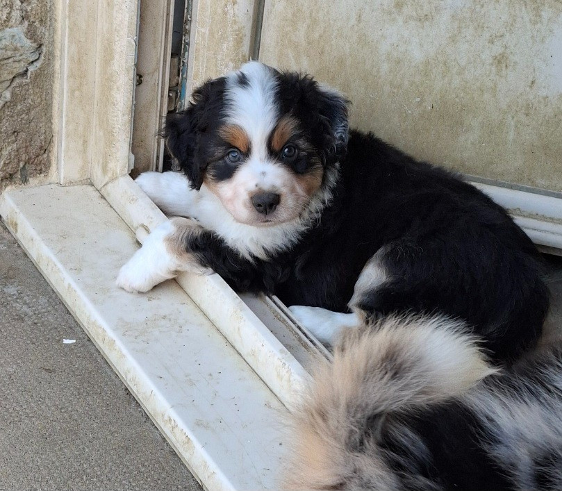 De La Bande A Gro - Chiots disponibles - Berger Américain Miniature 