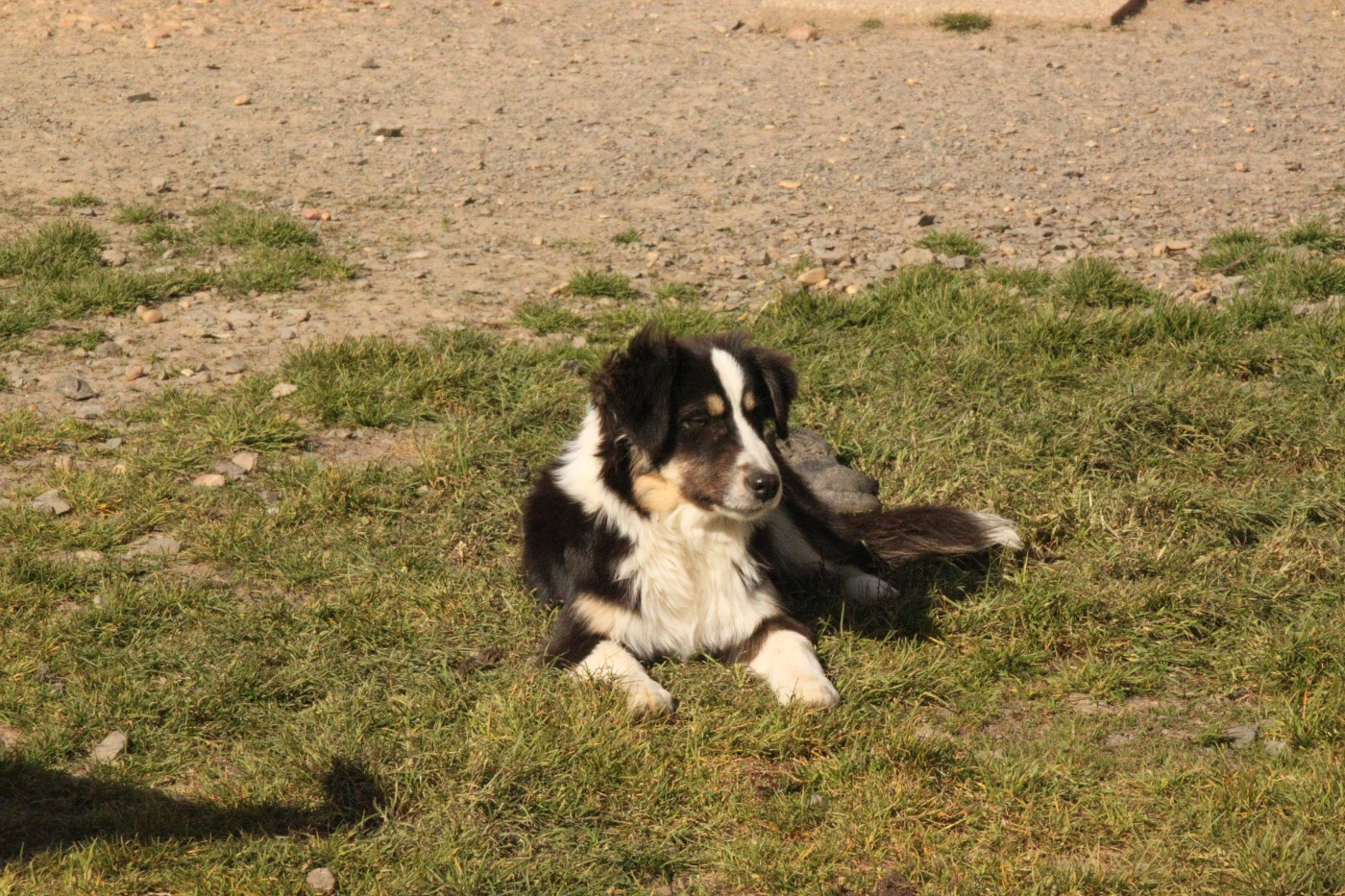 De La Bande A Gro - Chiots disponibles - Berger Américain Miniature 