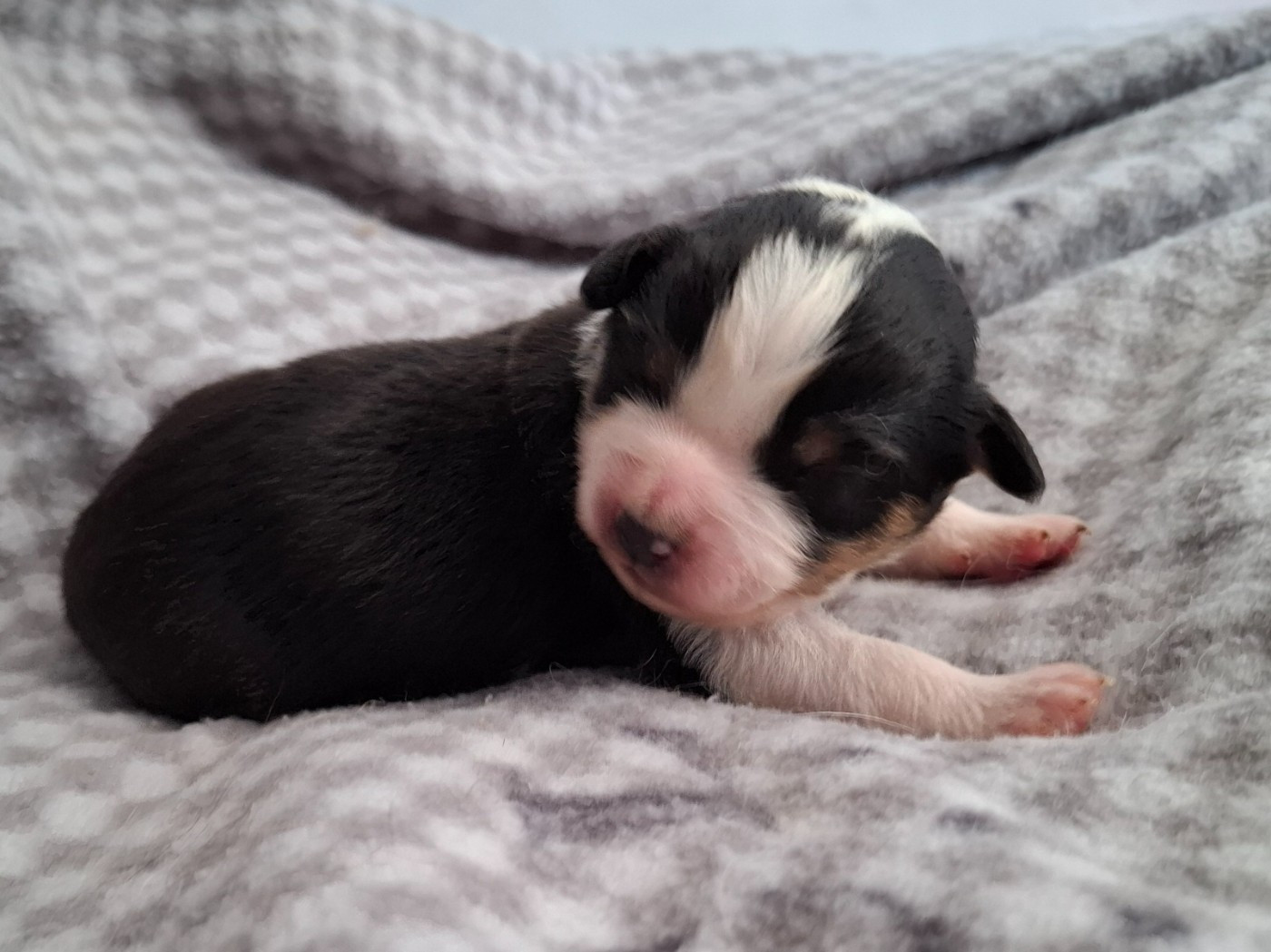 De La Bande A Gro - Chiots disponibles - Berger Américain Miniature 