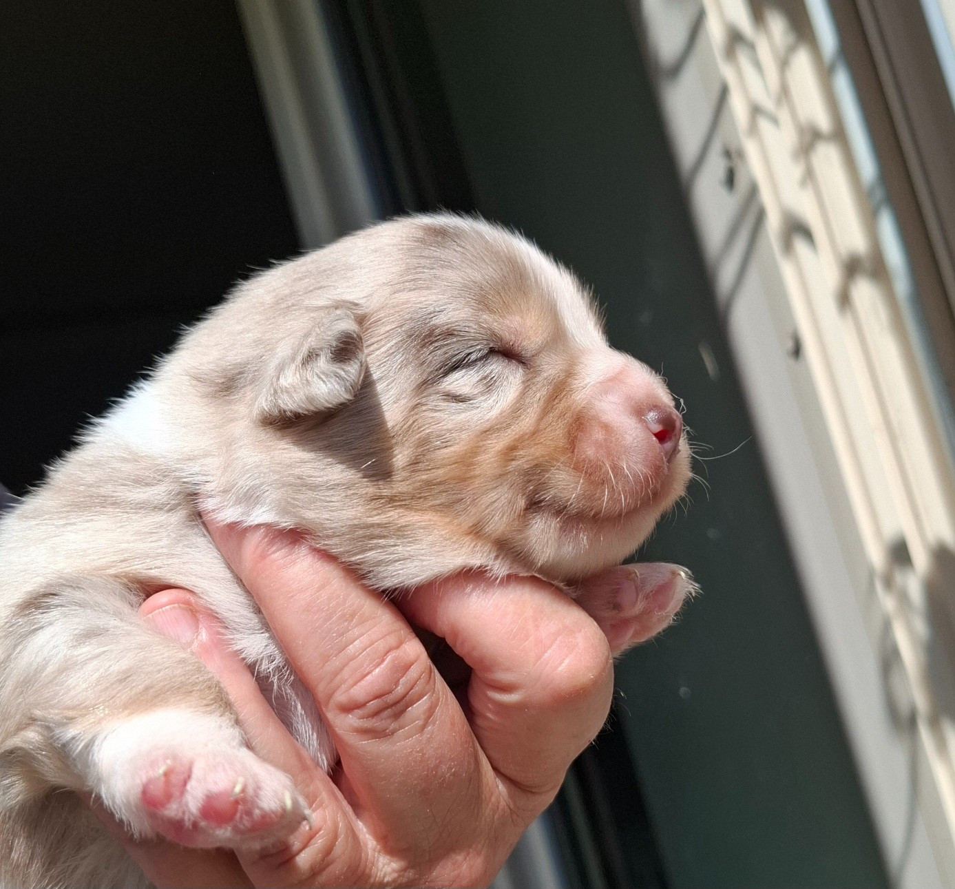 De La Bande A Gro - Chiots disponibles - Berger Américain Miniature 
