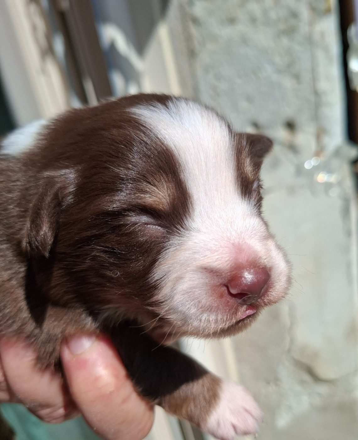 De La Bande A Gro - Chiots disponibles - Berger Américain Miniature 