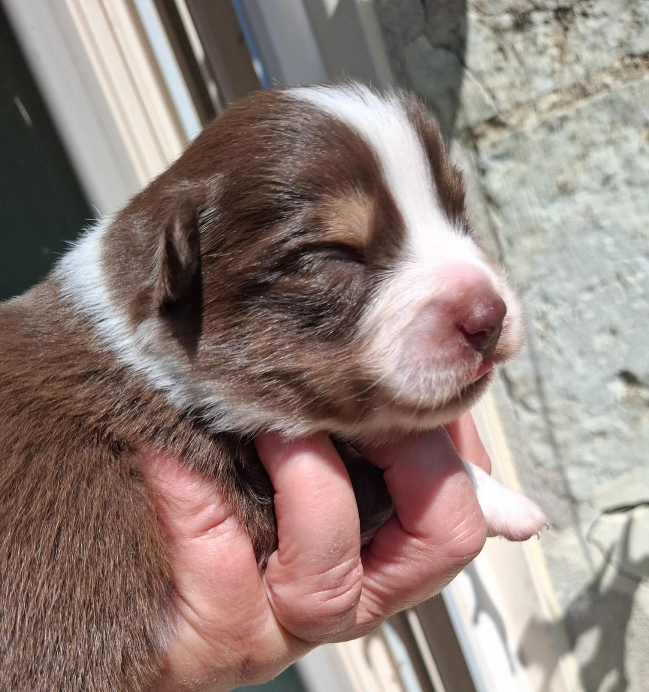 De La Bande A Gro - Chiots disponibles - Berger Américain Miniature 