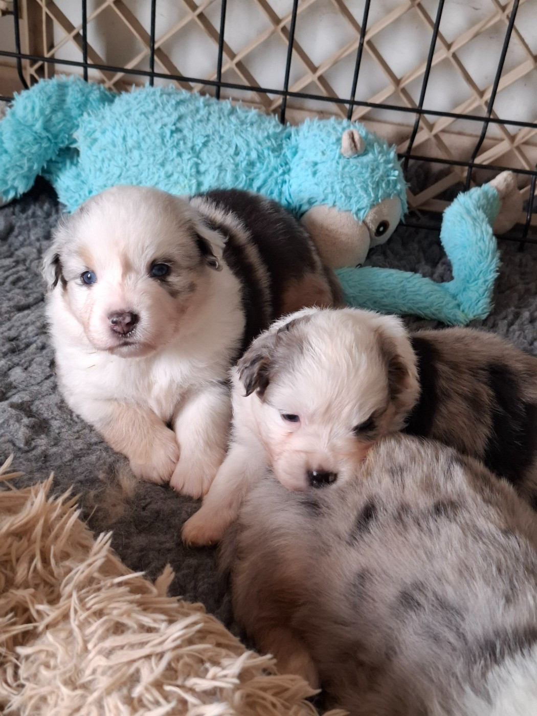De La Bande A Gro - Chiots disponibles - Berger Américain Miniature 