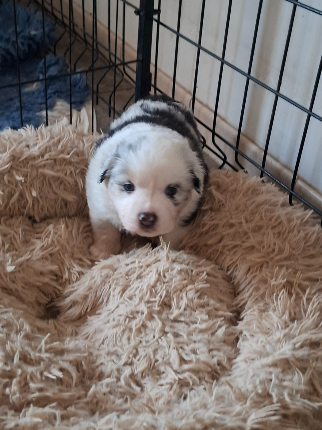 De La Bande A Gro - Chiots disponibles - Berger Américain Miniature 