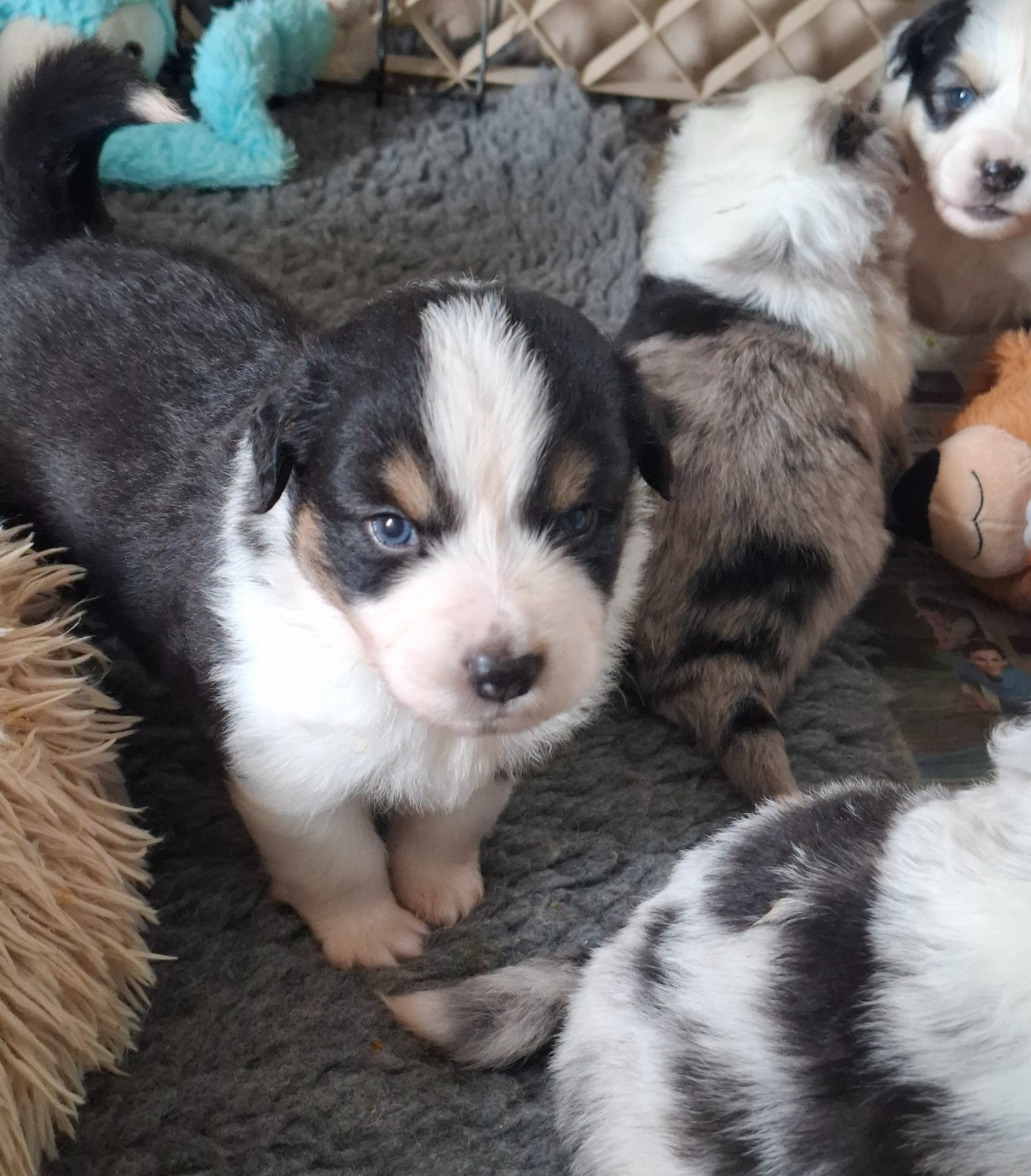 De La Bande A Gro - Chiots disponibles - Berger Américain Miniature 