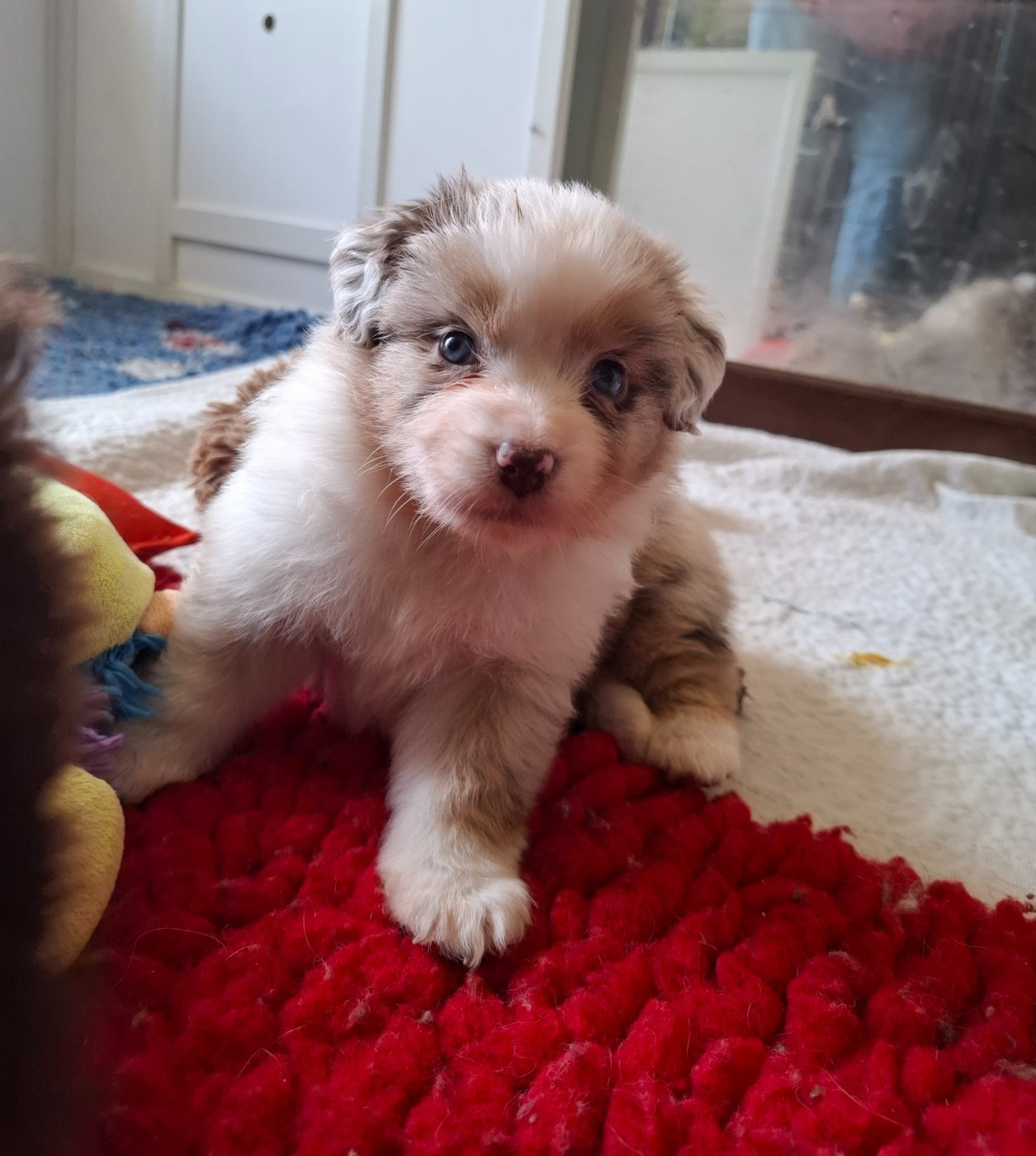 De La Bande A Gro - Chiots disponibles - Berger Américain Miniature 