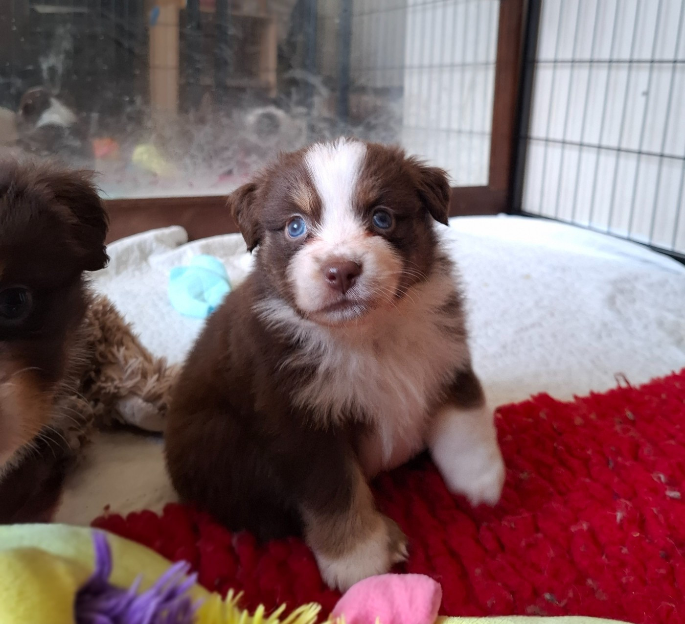 De La Bande A Gro - Chiots disponibles - Berger Américain Miniature 