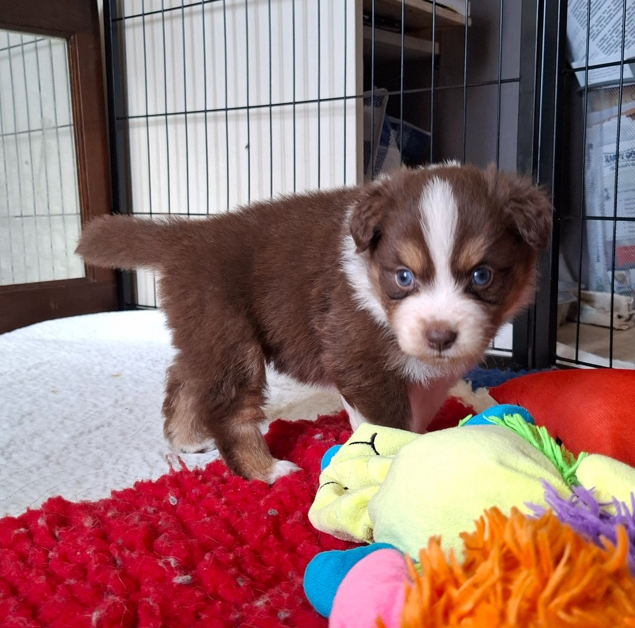 De La Bande A Gro - Chiots disponibles - Berger Américain Miniature 