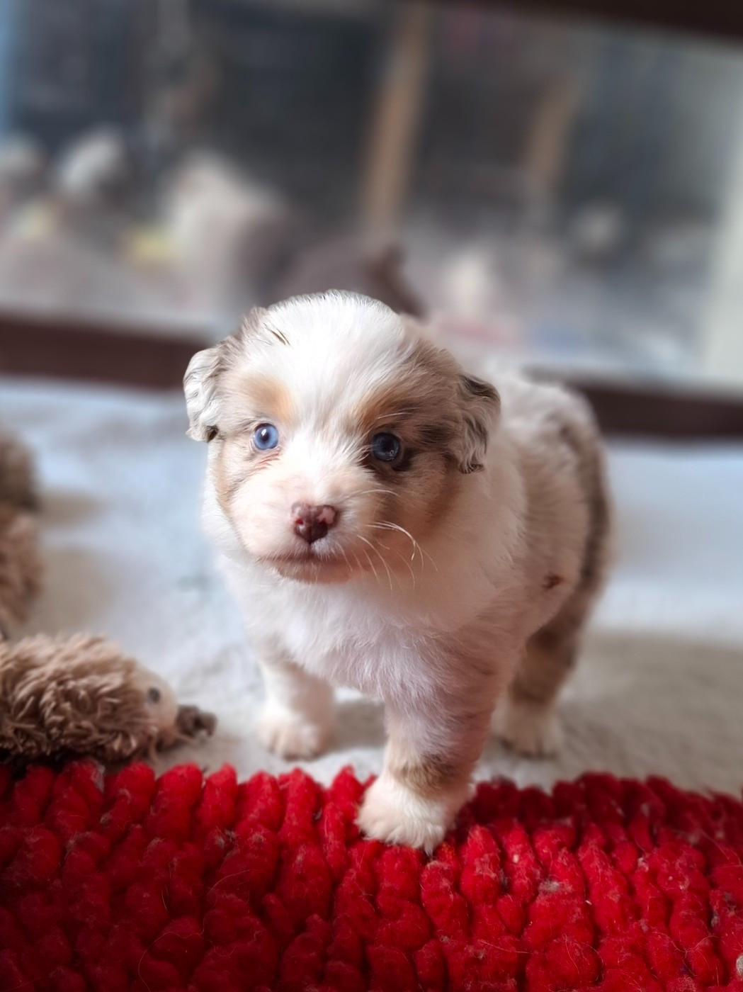 De La Bande A Gro - Chiots disponibles - Berger Américain Miniature 