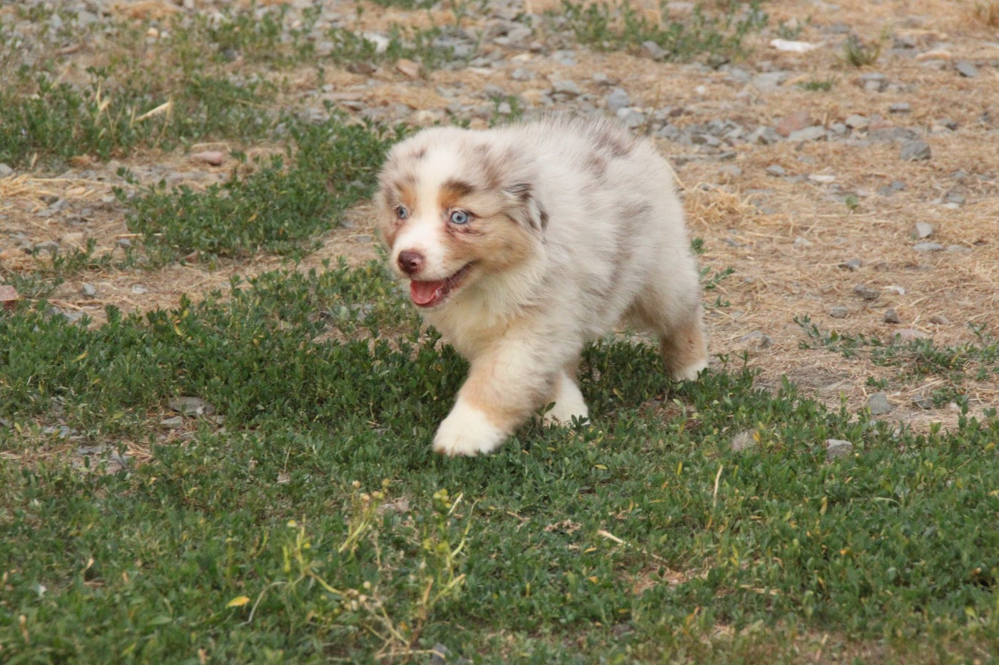 De La Bande A Gro - Chiots disponibles - Berger Américain Miniature 