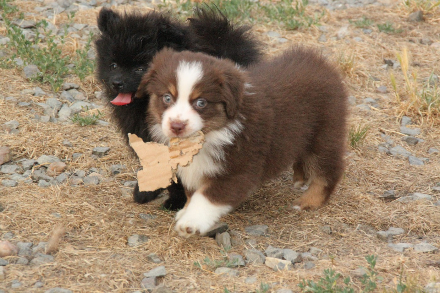 De La Bande A Gro - Chiots disponibles - Berger Américain Miniature 