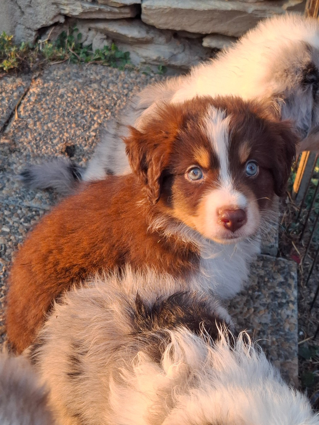De La Bande A Gro - Chiots disponibles - Berger Américain Miniature 