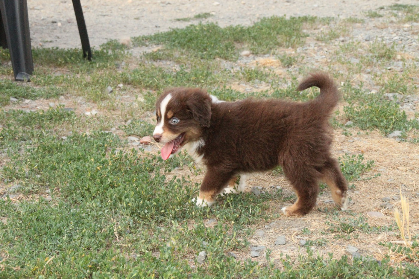 De La Bande A Gro - Chiots disponibles - Berger Américain Miniature 