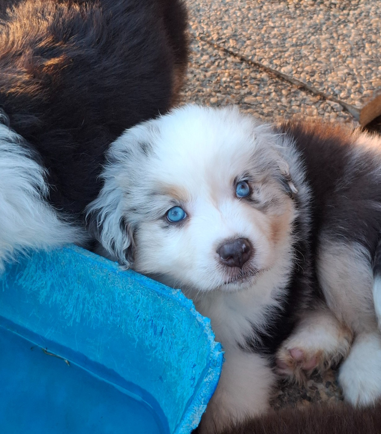 De La Bande A Gro - Chiots disponibles - Berger Américain Miniature 