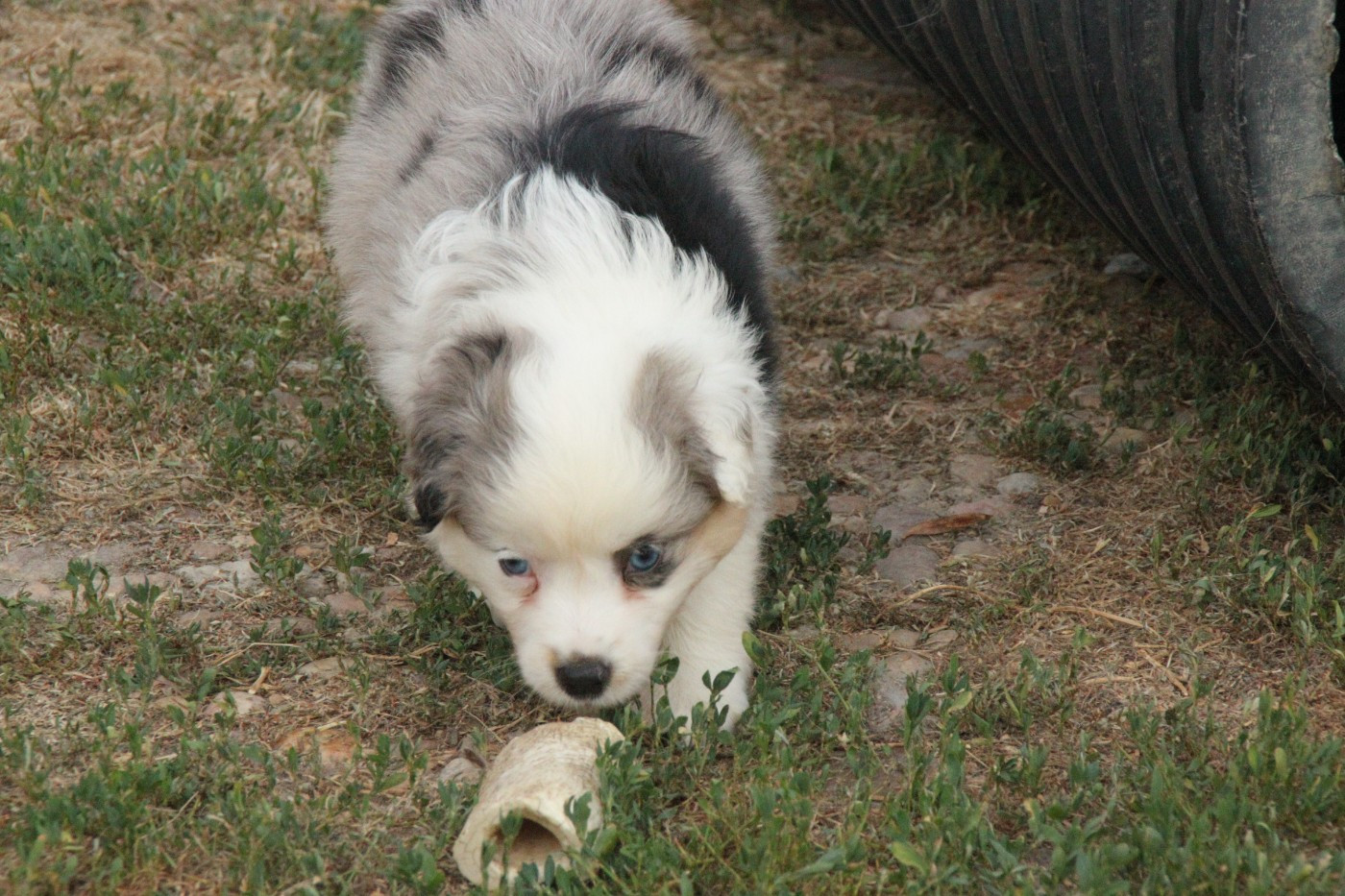 De La Bande A Gro - Chiots disponibles - Berger Américain Miniature 