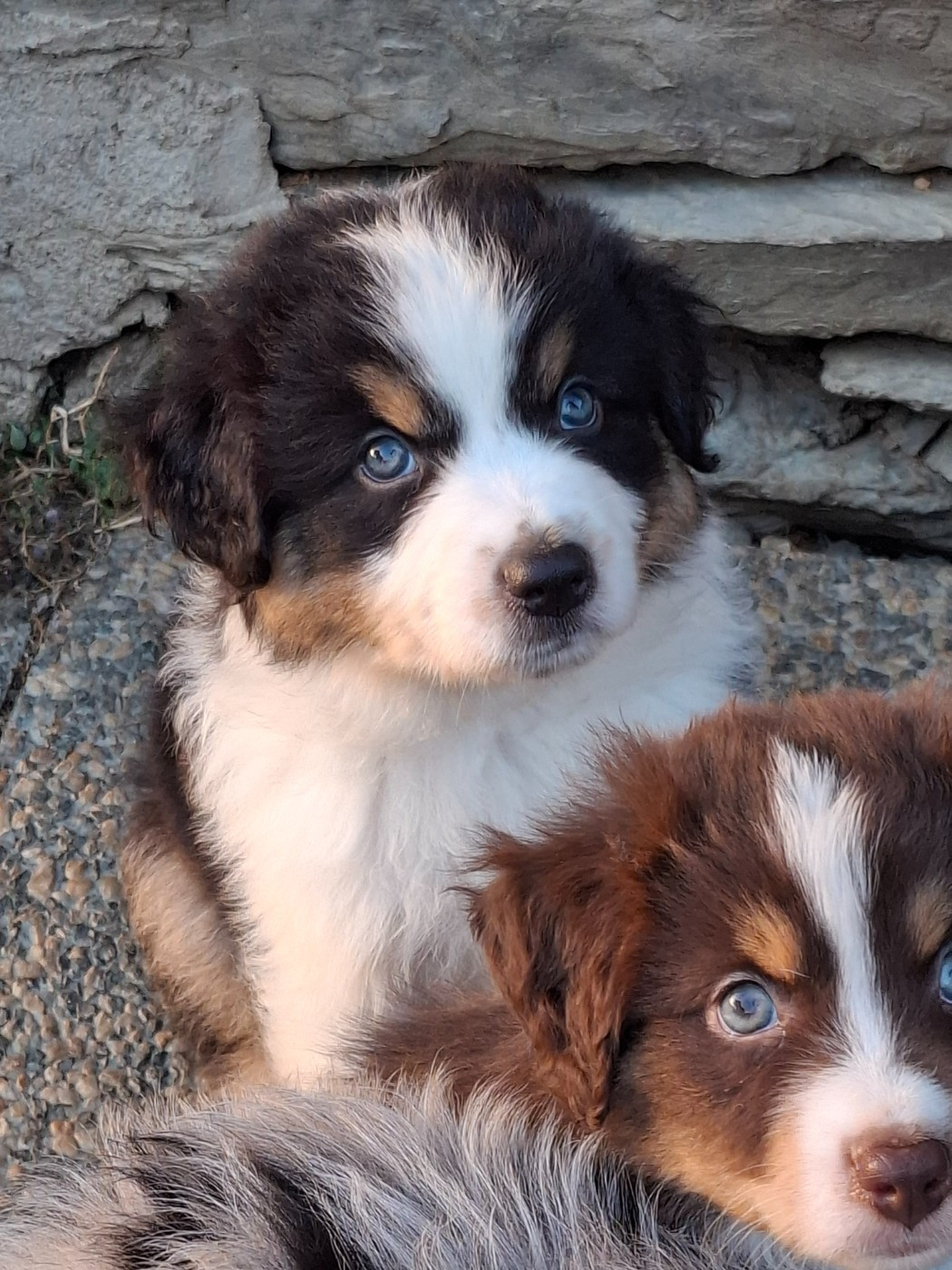 De La Bande A Gro - Chiots disponibles - Berger Américain Miniature 