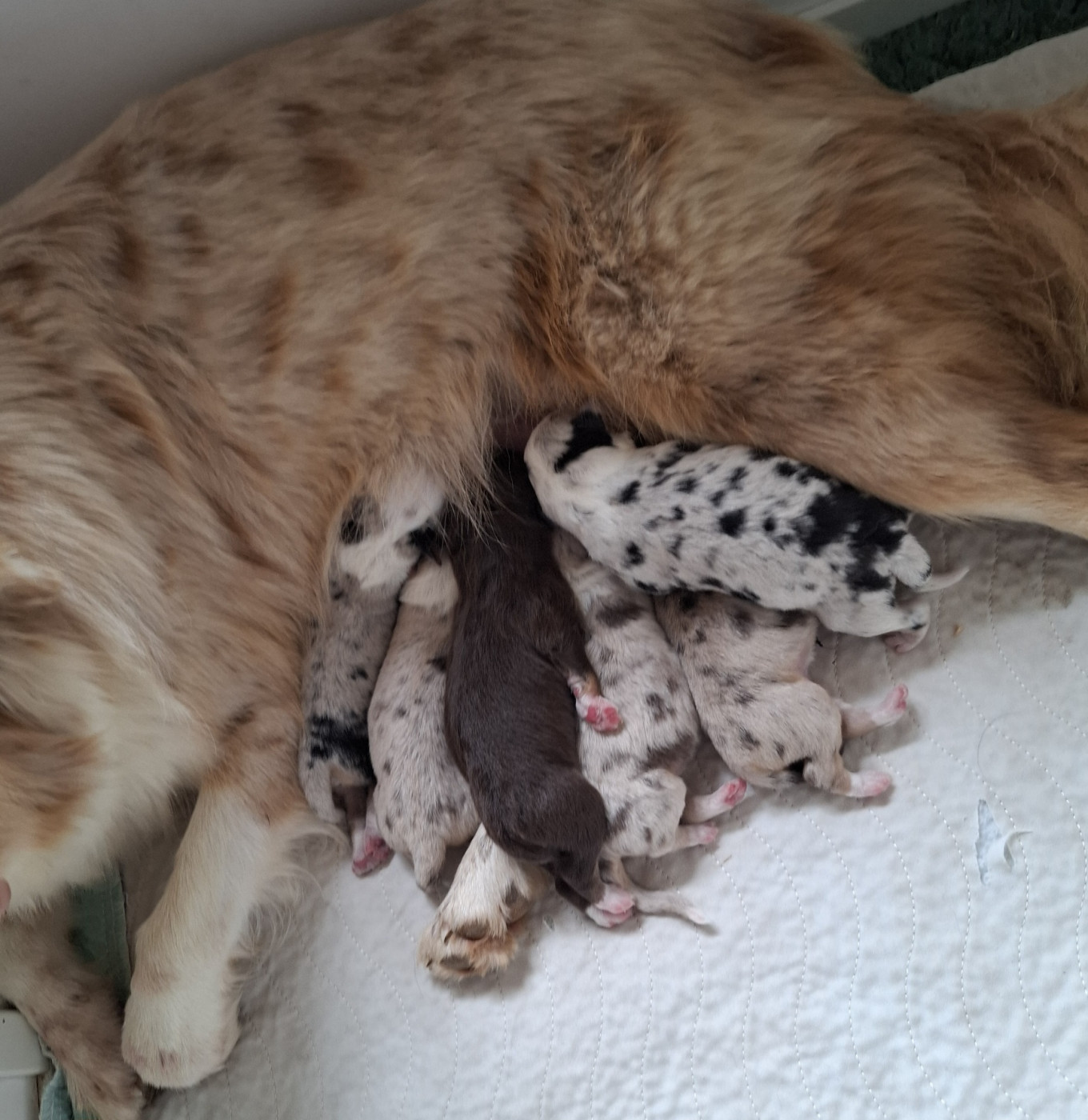 Chiot Berger Américain Miniature  De La Bande A Gro