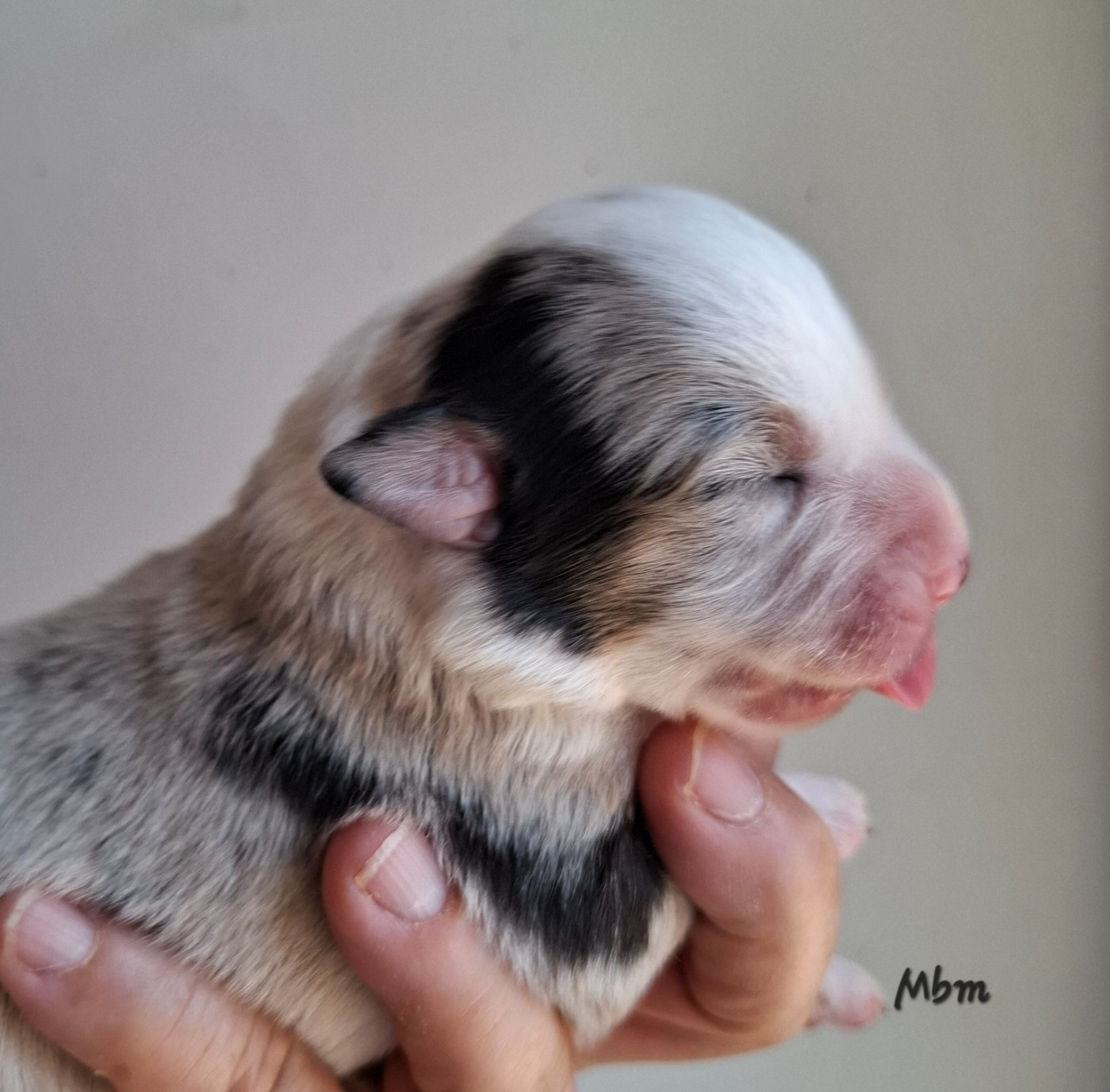 De La Bande A Gro - Chiots disponibles - Berger Américain Miniature 