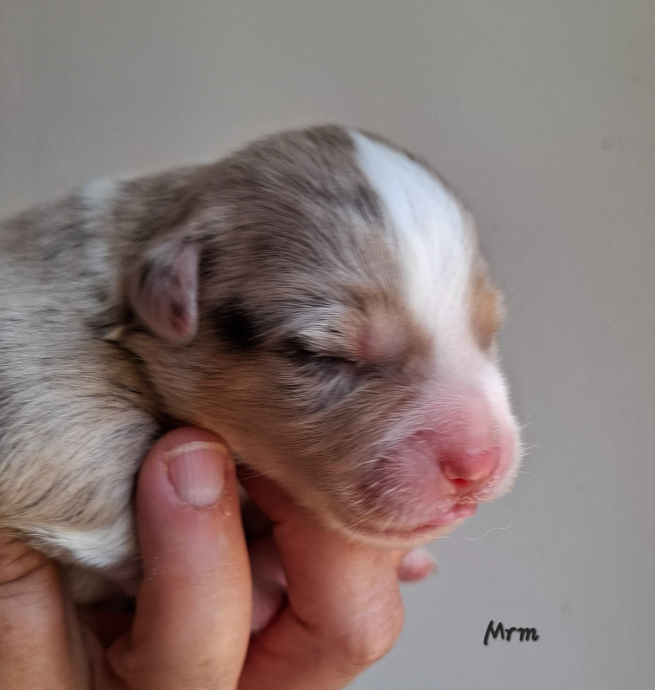 De La Bande A Gro - Chiots disponibles - Berger Américain Miniature 