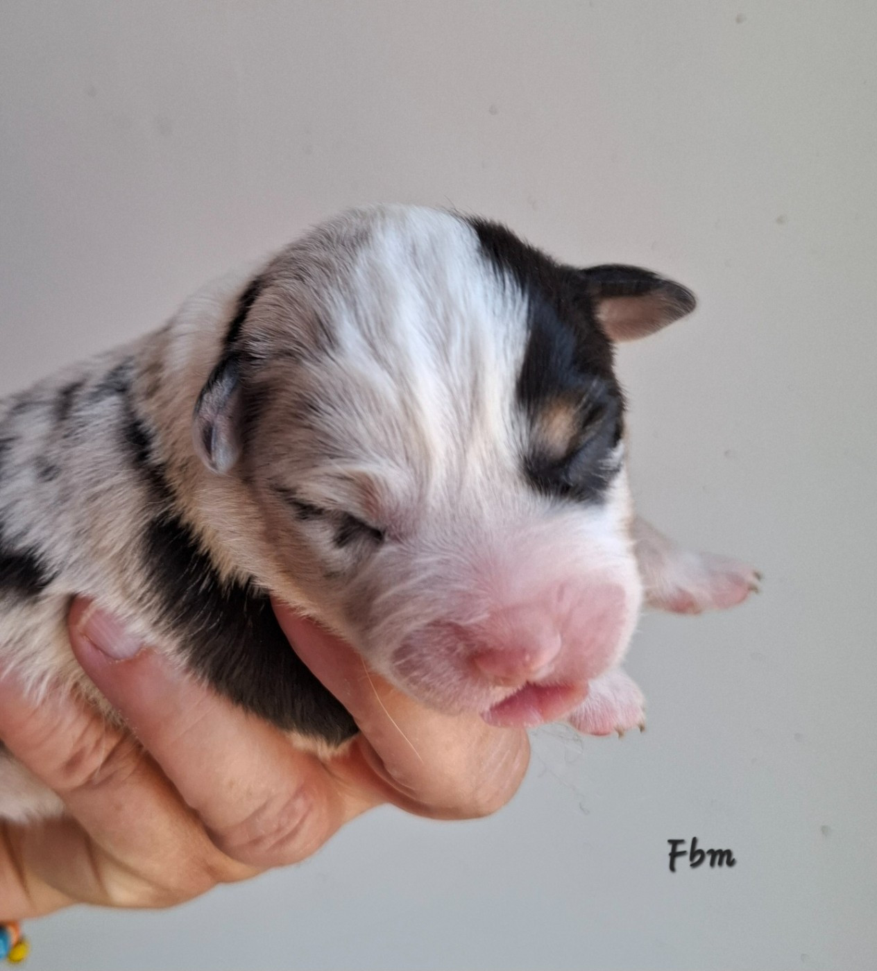De La Bande A Gro - Chiots disponibles - Berger Américain Miniature 