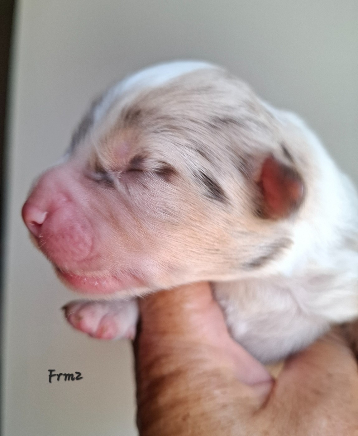 De La Bande A Gro - Chiots disponibles - Berger Américain Miniature 