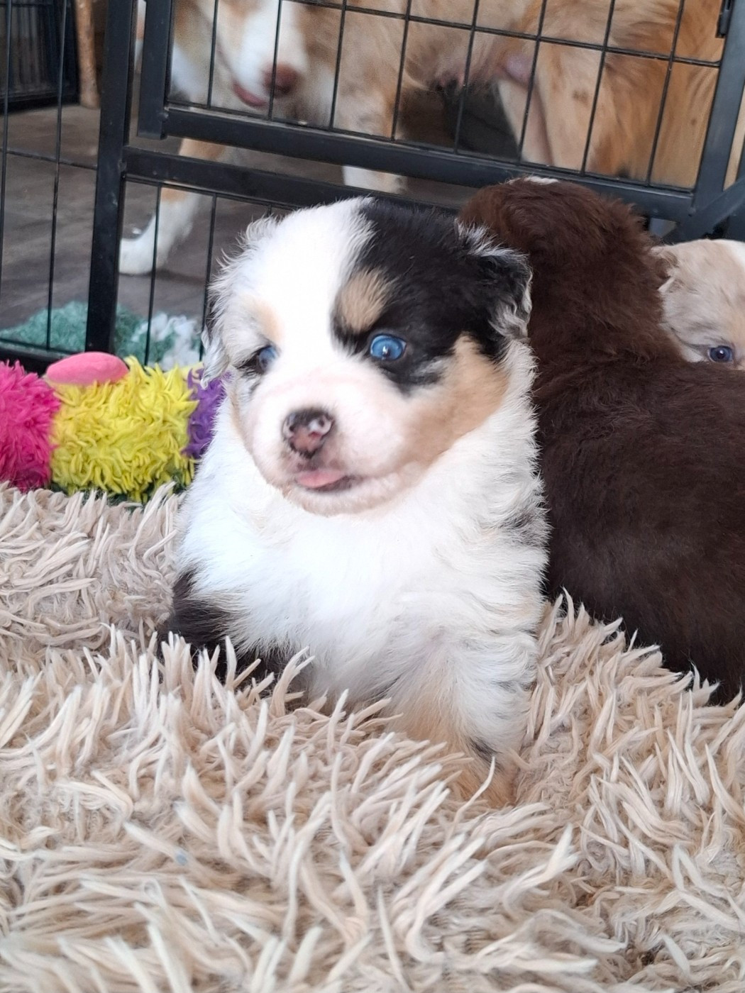 De La Bande A Gro - Chiots disponibles - Berger Américain Miniature 