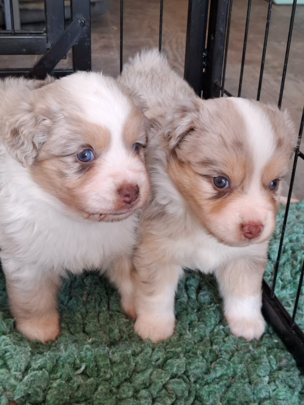 De La Bande A Gro - Chiots disponibles - Berger Américain Miniature 