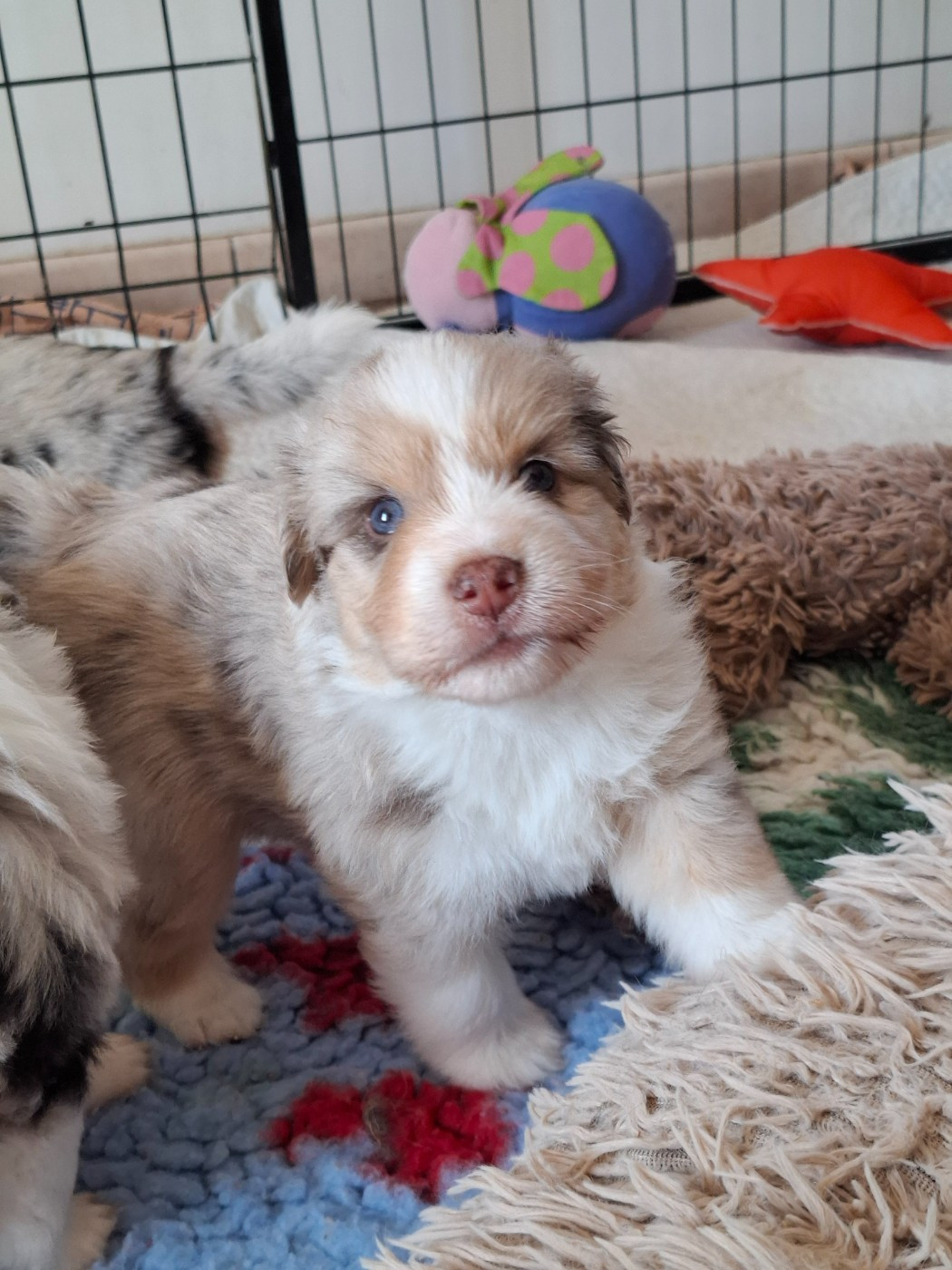 De La Bande A Gro - Chiots disponibles - Berger Américain Miniature 