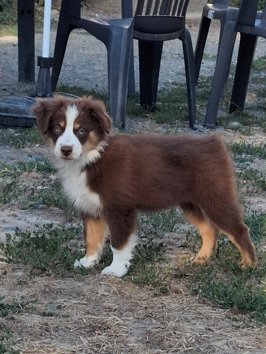 De La Bande A Gro - Chiots disponibles - Berger Américain Miniature 