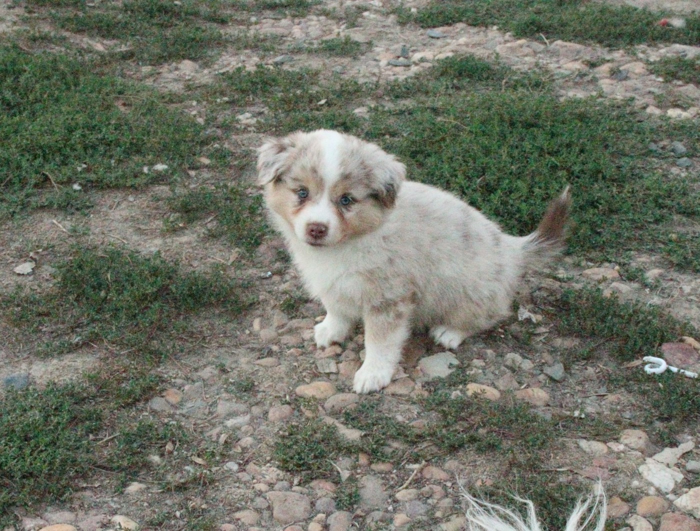 De La Bande A Gro - Chiots disponibles - Berger Américain Miniature 