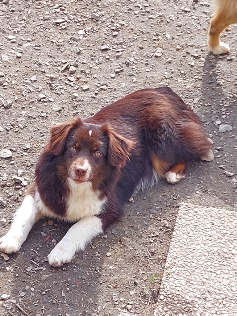 Chiot Berger Américain Miniature de la bande à Gro