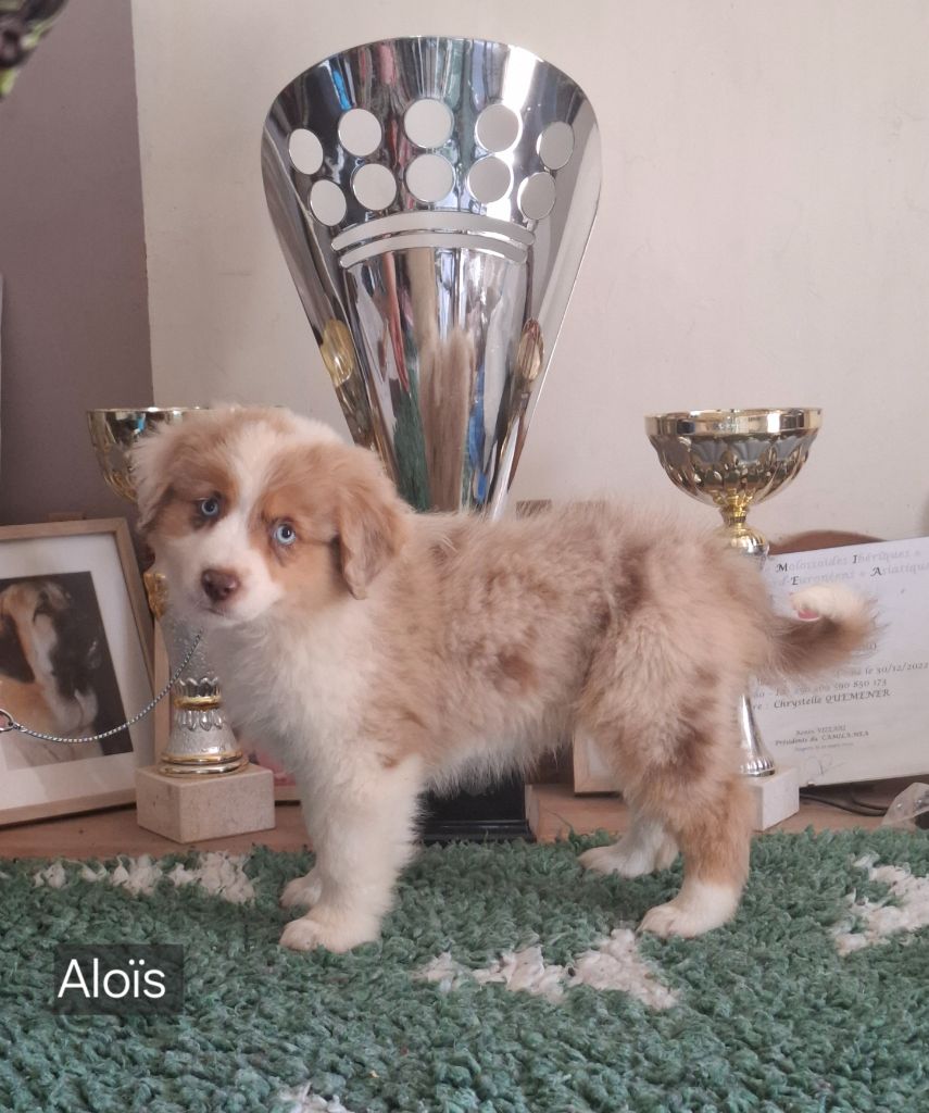 de la bande à Gro - Chiots disponibles - Berger Américain Miniature 