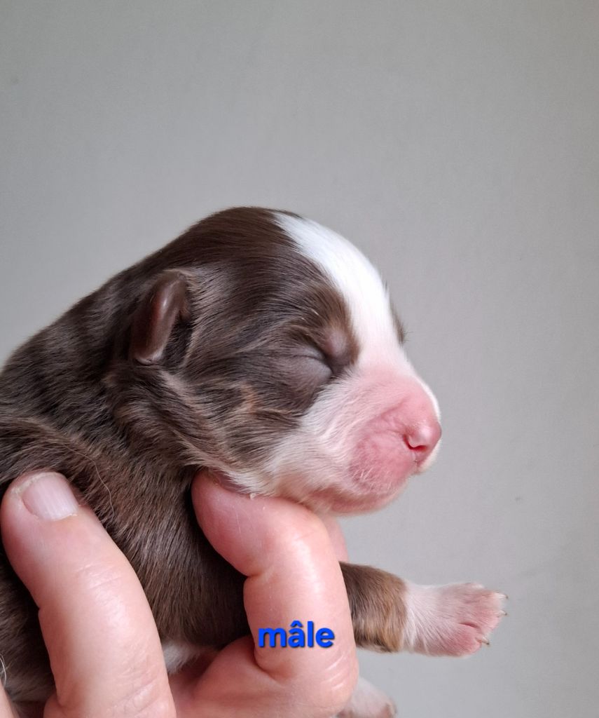 de la bande à Gro - Chiots disponibles - Berger Américain Miniature 