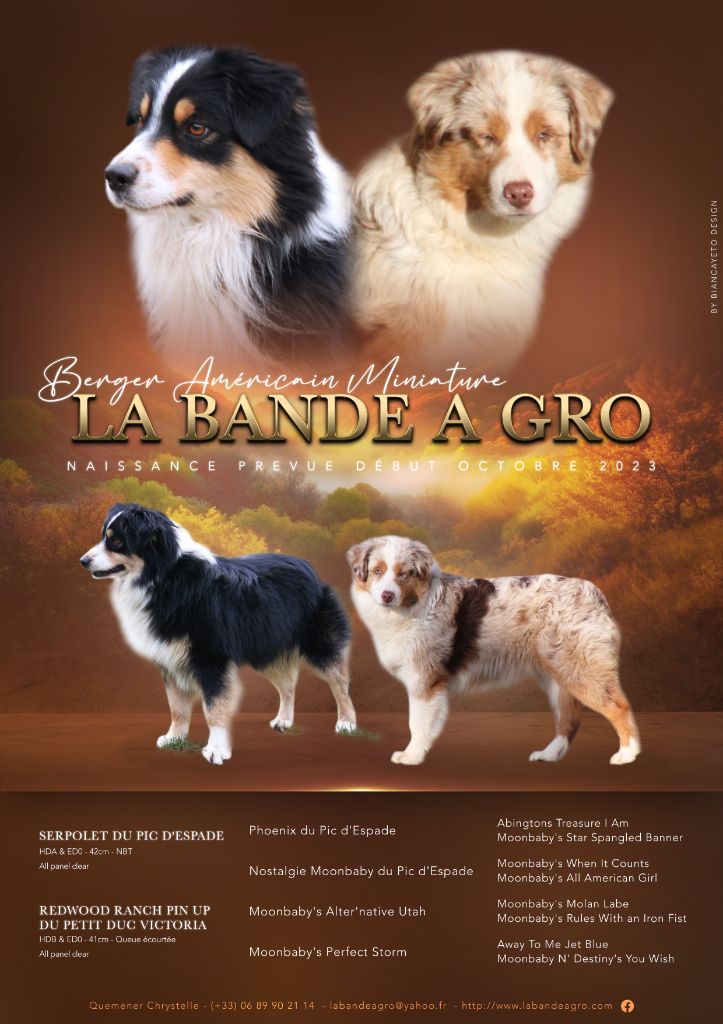 Chiot Berger Américain Miniature de la bande à Gro