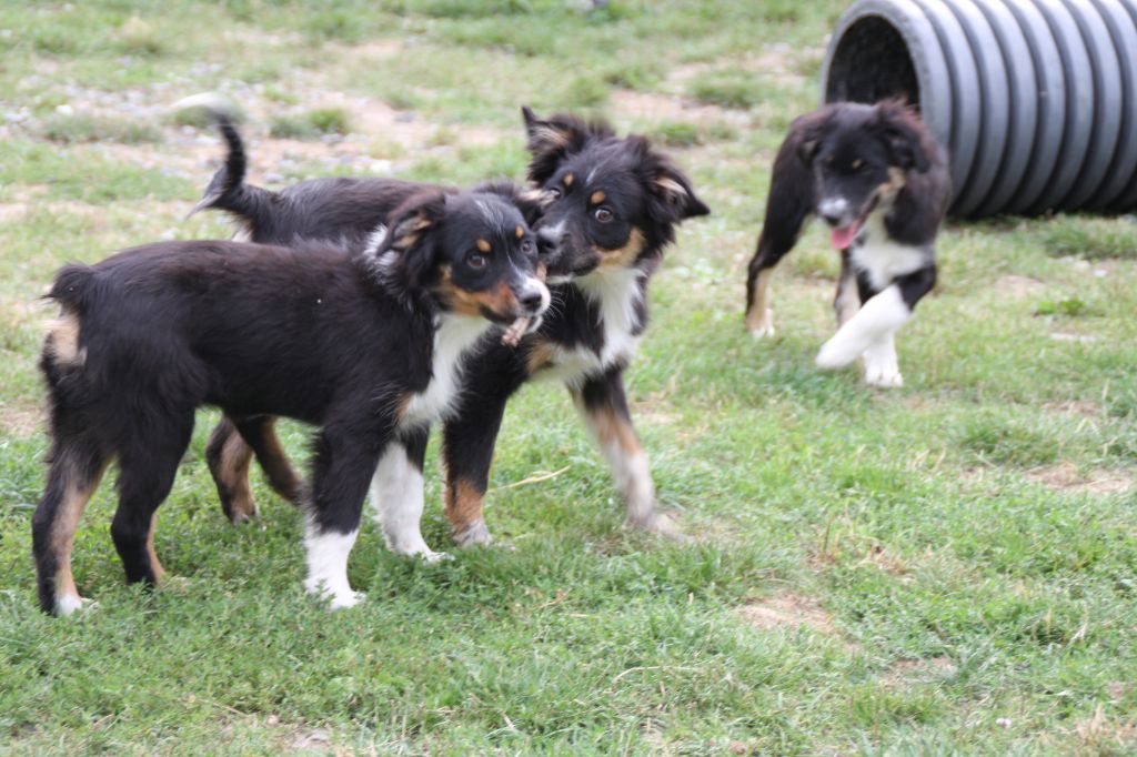 Chiot Berger Américain Miniature de la bande à Gro
