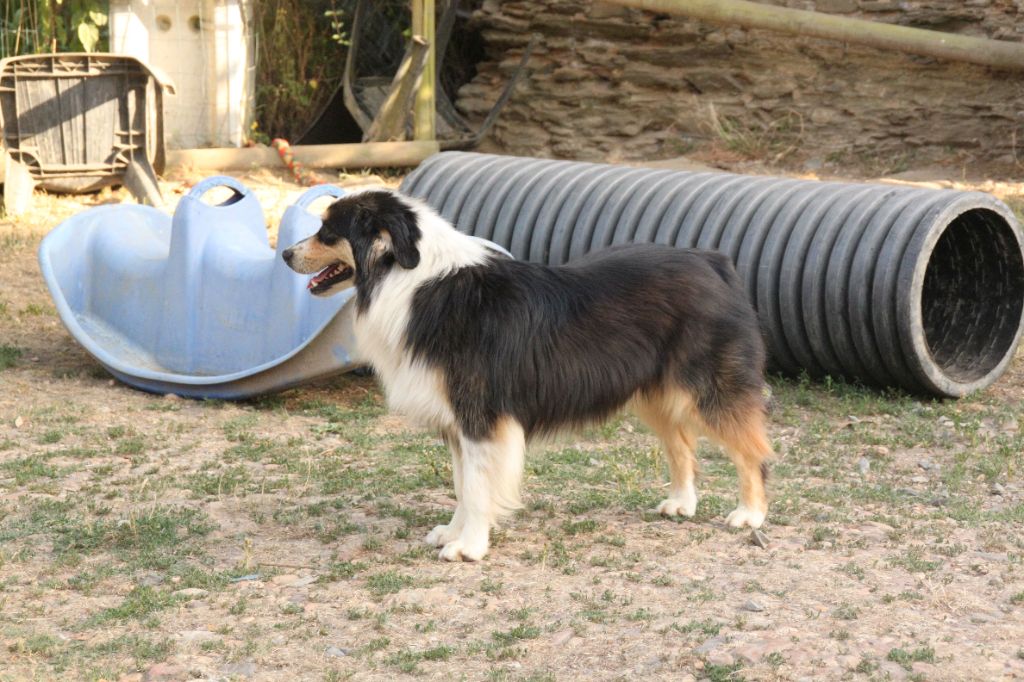 de la bande à Gro - Chiots disponibles - Berger Américain Miniature 