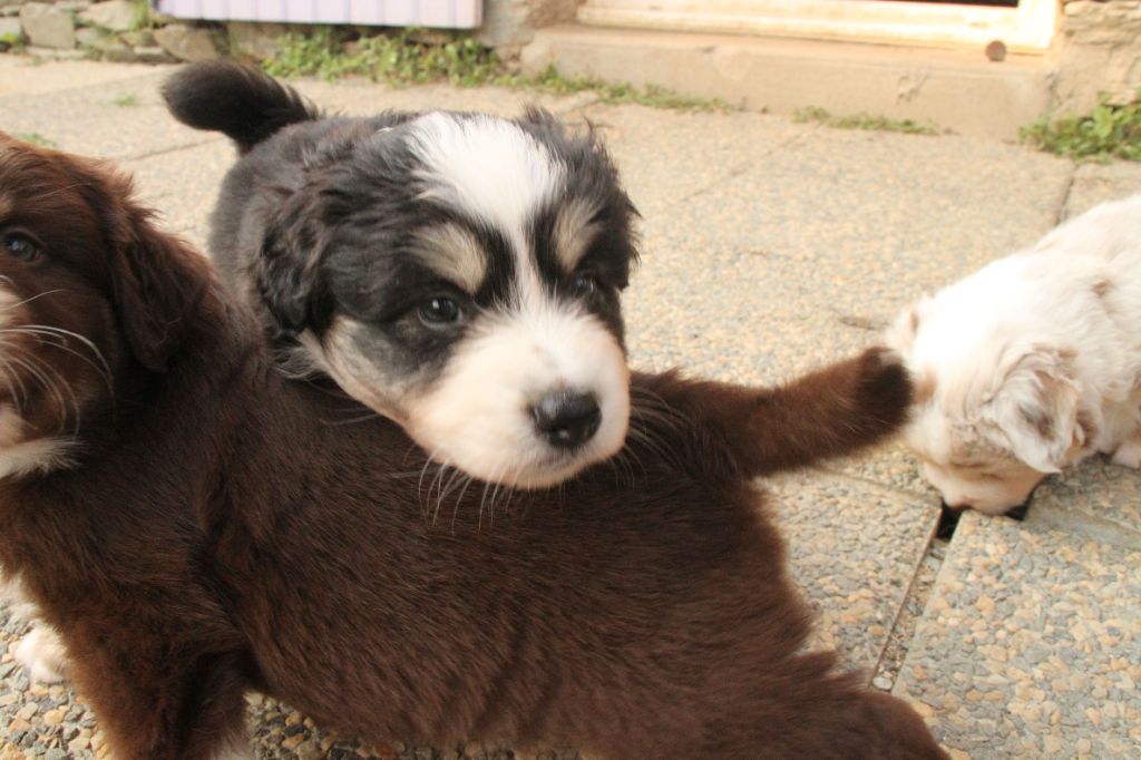 de la bande à Gro - Chiots disponibles - Berger Américain Miniature 