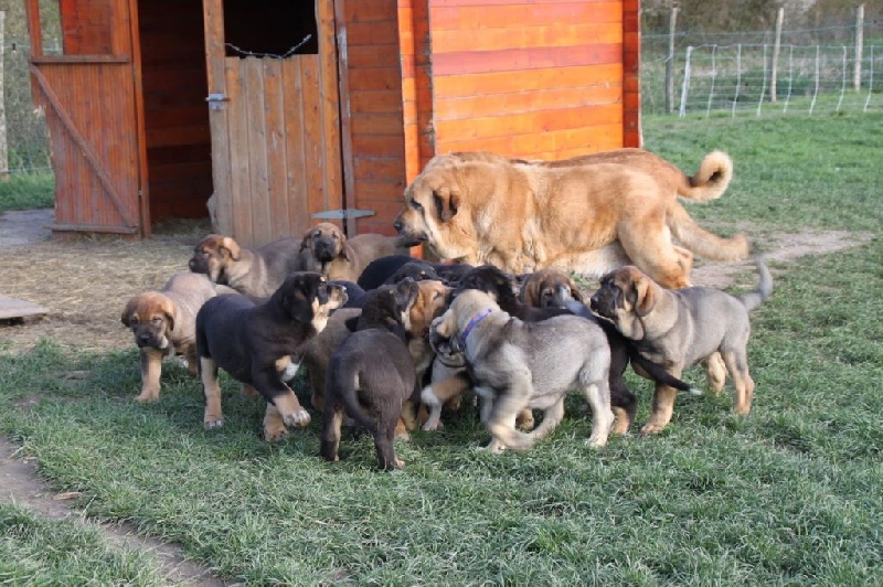 Chiot Mâtin espagnol de la bande à Gro