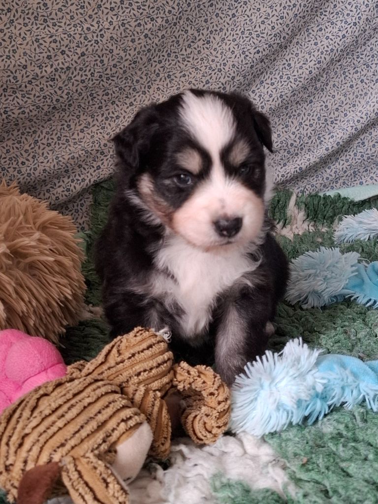 de la bande à Gro - Chiots disponibles - Berger Américain Miniature 