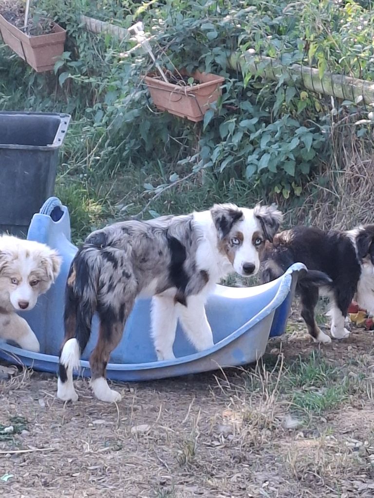 de la bande à Gro - Chiots disponibles - Berger Américain Miniature 