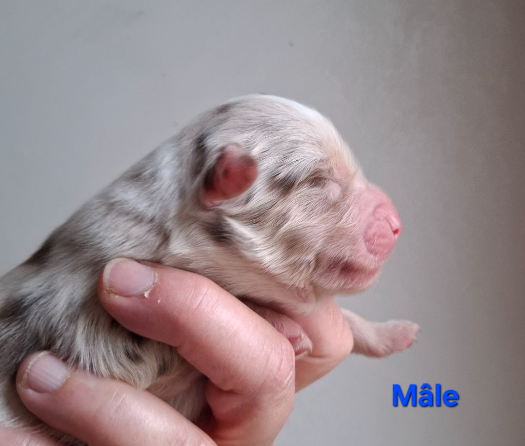 de la bande à Gro - Chiots disponibles - Berger Américain Miniature 